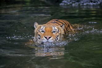 Malaysia tiger (Panthera tigris jacksoni), adult, in water, swimming, Malaysia, Southeast Asia