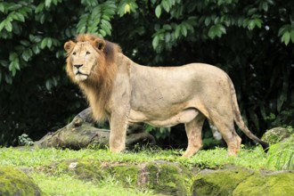 Lion (Panthera leo), adult, male