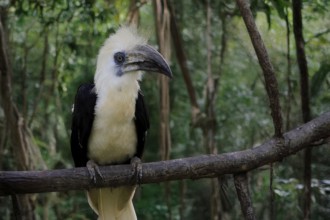 Long-crested Hornbill (Berenicornis comatus), adult, male, on tree, alert, Southeast Asia,