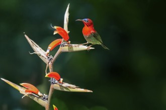 Crimson Sunbird (Aethopyga siparaja), Yellow-backed Sunbird, adult, male, on flower, foraging,