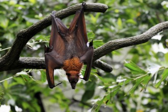 Kalong flying fox (Pteropus vampyrus), adult, in sleeping tree, during the day, alert, Singapore,