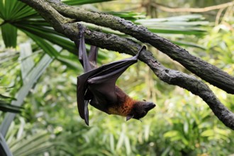 Kalong flying fox (Pteropus vampyrus), adult, climbing, in sleeping tree, during the day,