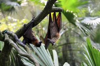 Kalong flying fox (Pteropus vampyrus), adult, two animals, in sleeping tree, during the day,