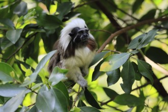 Liszt monkey (Saguinus oedipus), adult, in tree, alert, Colombia, South America