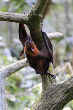 Kalong flying fox (Pteropus vampyrus), adult, climbing, in sleeping tree, during the day,