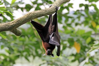 Kalong flying fox (Pteropus vampyrus), adult, resting, in sleeping tree, during the day, Singapore,