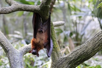 Kalong flying fox (Pteropus vampyrus), adult, male, resting, in sleeping tree, during the day,