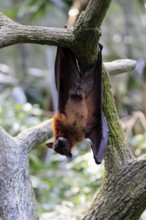 Kalong flying fox (Pteropus vampyrus), adult, male, resting, in sleeping tree, during the day,