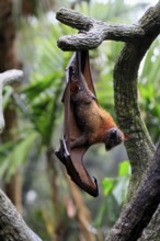 Kalong flying fox (Pteropus vampyrus), adult, in sleeping tree, during the day, Singapore,