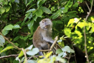 Javanese monkey (Macaca fascicularis), long-tailed macaque, adult, sitting on tree, alert,