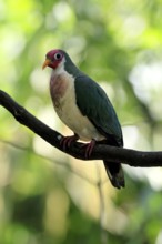 Jambu Fruit Dove (Ptilinopus jambu), adult, on tree, alert, Singapore, Southeast Asia