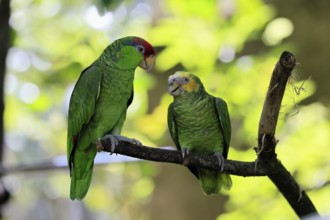 Green-cheeked Amazon (Amazona viridigenalis), Yellow-crowned Amazon (Amazona ochrocephala), adult,