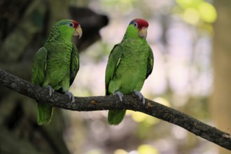Green-cheeked Amazon (Amazona viridigenalis), adult, pair, on tree, social behaviour, Mexico, North