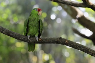 Green-cheeked Amazon (Amazona viridigenalis), adult, on tree, Mexico, North America