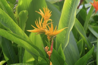 Heliconia psittacorum, lobster shear heliconia, flower, blooming, South America