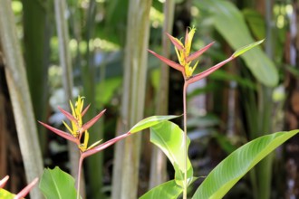 Heliconia mathiasiae, flower, blooming, Costa Rica, South America