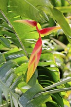 Heliconia platystachys, blossom, blooming, Costa Rica, South America