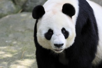Giant Panda (Ailuropoda melanoleuca), adult, portrait, China