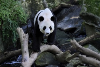 Giant Panda (Ailuropoda melanoleuca), adult, running, alert, China
