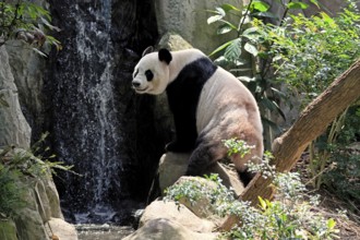 Giant Panda (Ailuropoda melanoleuca), adult, sitting, alert, on rocks, China