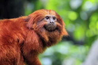 Golden lion tamarin (Leontopithecus rosalia), adult, on tree, alert, Brazil, South America