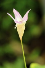 Göppertia lanata, Calathea lanata, flowering, Singapore, Southeast Asia