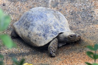 Yellow-headed turtle (Indotestudo elongata), adult, feeding, Southeast Asia, Singapore