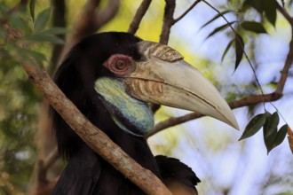 Furze Hornbill (Rhyticeros undulatus), adult, female, portrait, alert, Southeast Asia, Singapore