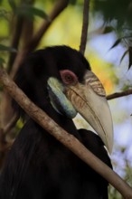 Furze Hornbill (Rhyticeros undulatus), adult, female, portrait, alert, Southeast Asia, Singapore
