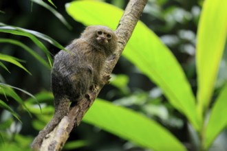 Yellow-bellied marmoset (Cebuella pygmaea), adult, on tree, alert, Amazonas, rainforest, South