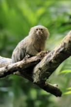Yellow-bellied marmoset (Cebuella pygmaea), adult, on tree, alert, Amazonas, rainforest, South