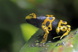 Yellow-banded poison dart frog (Dendrobates leucomelas), adult, on leaf, on land, South America,