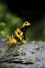 Yellow-banded poison dart frog (Dendrobates leucomelas), adult, on leaf, on land, South America,