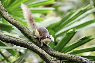 Finlayson's squirrel (Callosciurus finlaysonii), adult, on tree, foraging, Singapore, Southeast