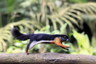 Finlayson's squirrel (Callosciurus finlaysonii), adult, on tree, foraging, jumping, Singapore,