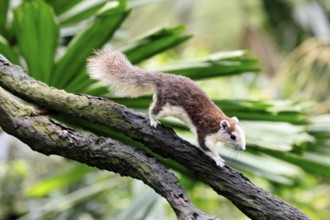 Finlayson's squirrel (Callosciurus finlaysonii), adult, on tree, foraging, running, Singapore,