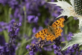 Comma butterfly (Polygonia c-album) adult insect feeding on a garden blue English lavender flowers