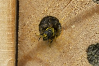 Orange vented mason bee (Osmia leaiana) adult insect at a bee hotel box in summer, England, United
