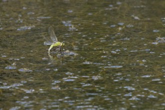 Emperor dragonfly (Anax imperator) adult female insect egg laying or ovipositioning on the water