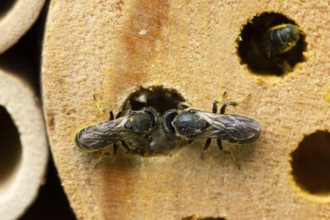 Orange vented mason bee (Osmia leaiana) two adult insects at a bee hotel box in summer, England,