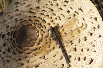 Common darter dragonfly (Sympetrum striolatum) adult insect on a Parasol mushroom in autumn,