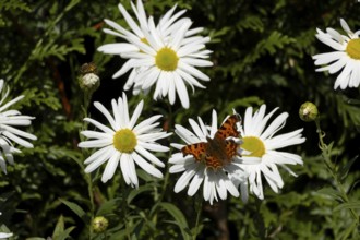 Comma butterfly (Polygonia c-album) adult insect feeding on a garden daisy flowers in summer,