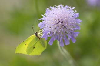 Brimstone butterfly (Gonepteryx rhamni) adult male insect feeding on a Field scabious flower in
