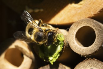Leaf cutter bee (Megachile centuncularis) adult insect returning to a bee hotel box with leaves in