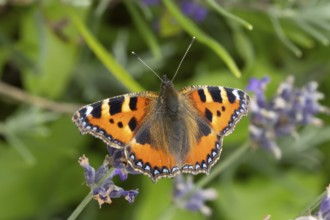 Small tortoiseshell butterfly (Aglais urticae) adult insect feeding on a garden blue English