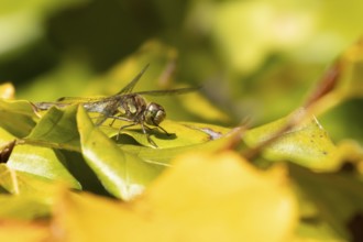 Common darter dragonfly (Sympetrum striolatum) adult insect on a tree leaves in autumn, England,