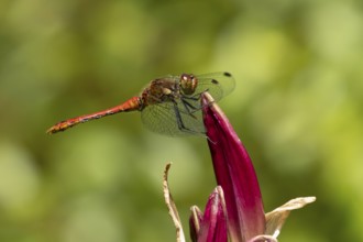 Common darter dragonfly (Sympetrum striolatum) adult insect on a garden lily flower in summer,