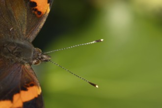 Red admiral butterfly (Vanessa atalanta) adult insect head portrait in summer, England, United