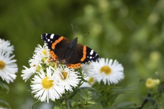 Red admiral butterfly (Vanessa atalanta) adult insect feeding on garden daisy flowers in summer,