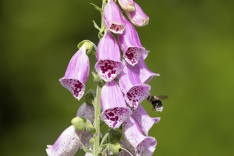 Buff tailed bumblebee (Bombus terrestris) adult bee insect flying towards a purple garden Foxglove